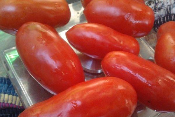 ผลมะเขือเทศ