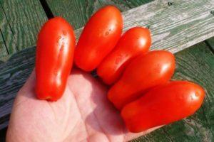 คำอธิบายพันธุ์มะเขือเทศเลดี้ฟิงเกอร์ การเพาะปลูกและการดูแล