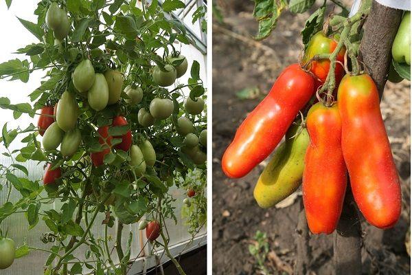 มะเขือเทศผลยาว