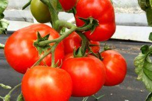 คำอธิบายของมะเขือเทศพันธุ์ลูกผสม Debut F1 และแนวทางการปลูก