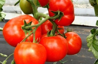 มะเขือเทศเปิดตัว