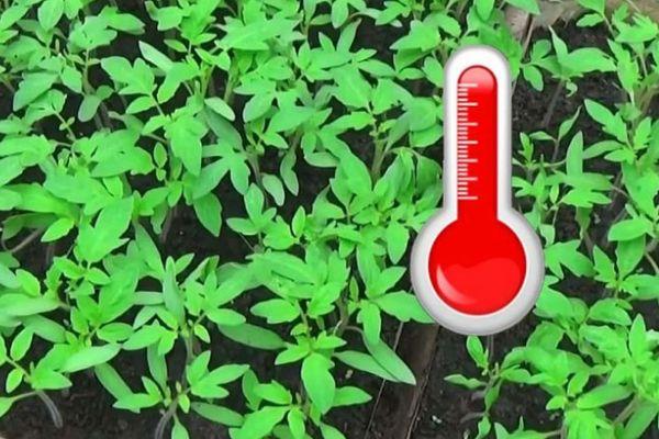 ต้นกล้ามะเขือเทศ