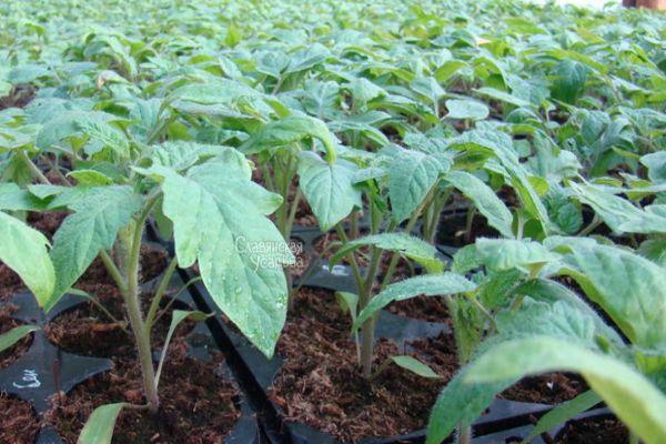 การปลูกต้นกล้า