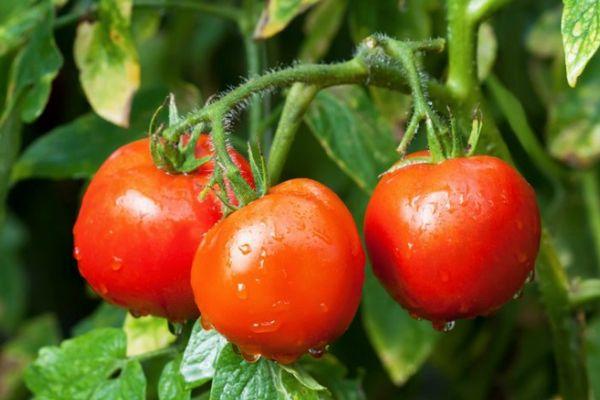 มะเขือเทศบนเถา