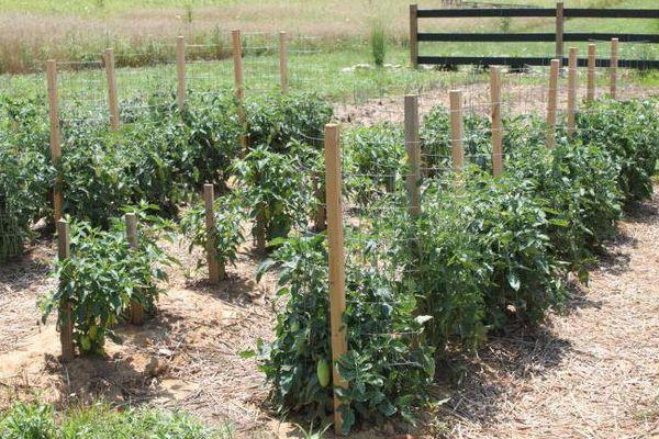 Cultiver des tomates