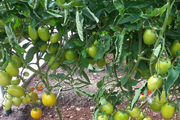 Buissons de tomates