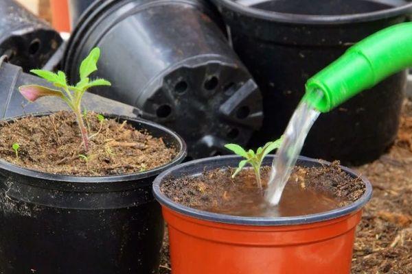 การรดน้ำต้นกล้า