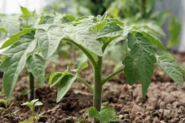 ต้นกล้ามะเขือเทศ