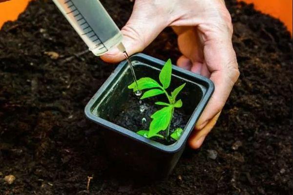 การรดน้ำต้นกล้า