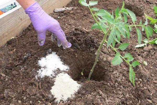 การใส่ปุ๋ยมะเขือเทศ
