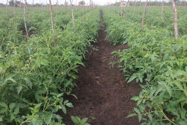 มะเขือเทศพลังงาน