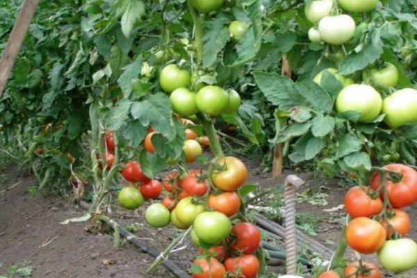 มะเขือเทศพลังงาน