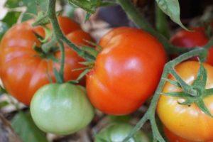 Description de la tomate Ermak F1 et culture de l'hybride en pleine terre