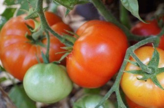 ไฮบริดเออร์แมค