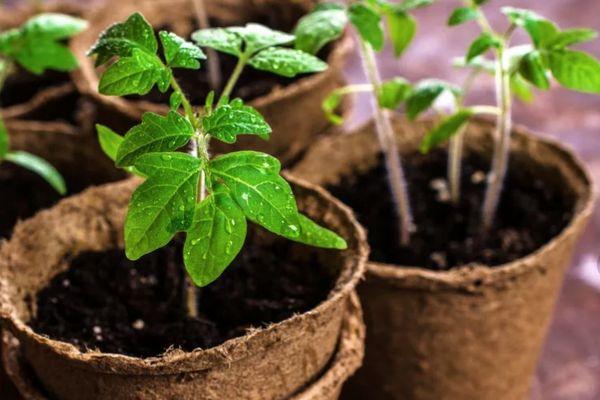 ต้นกล้าในกระถาง