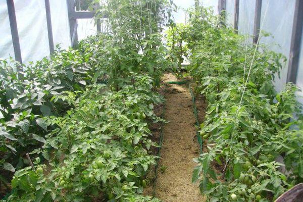 มะเขือเทศในเรือนกระจก