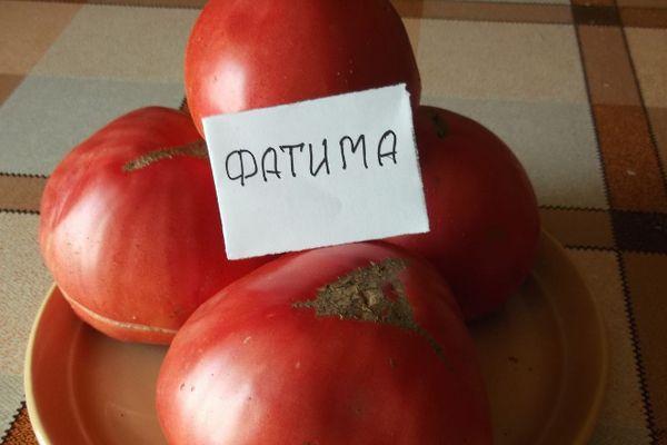 Tomates Fatima