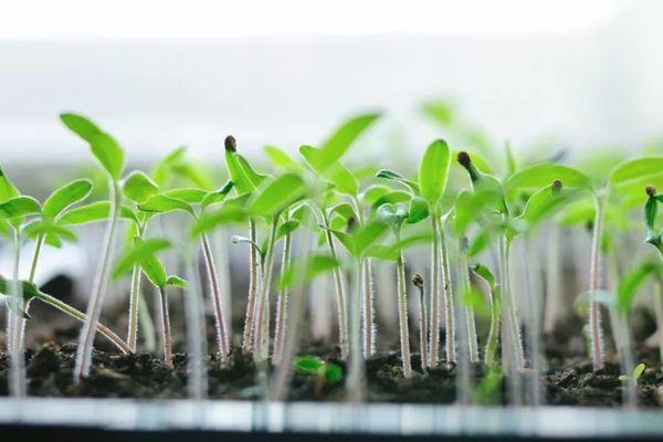 ต้นกล้ามะเขือเทศ