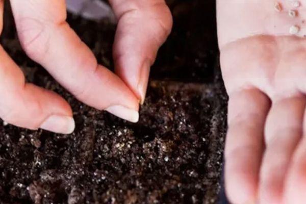 การปลูกเมล็ดพันธุ์