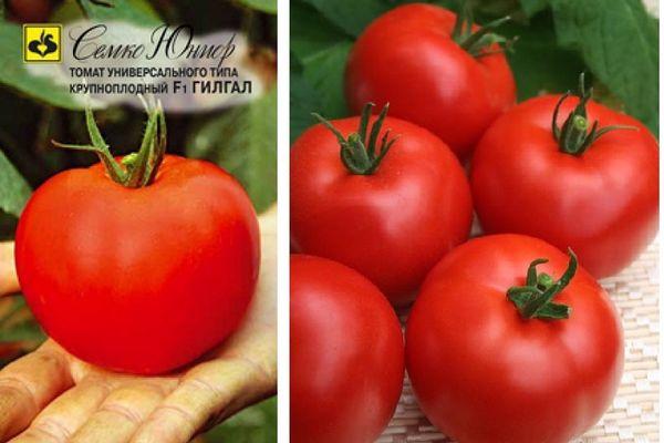 มะเขือเทศลูกผสม