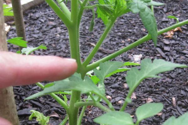 การเด็ดยอดข้างของมะเขือเทศออก