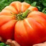 มะเขือเทศลูกใหญ่