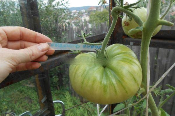 มะเขือเทศดิบ