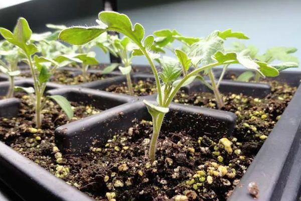 ถั่วงอกมะเขือเทศ