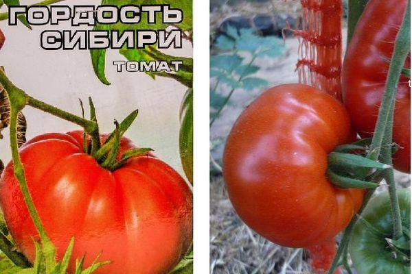 เมล็ดพันธุ์และมะเขือเทศ