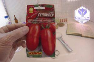 ลักษณะมะเขือเทศกัลลิเวอร์ การเพาะปลูก และการควบคุมศัตรูพืช