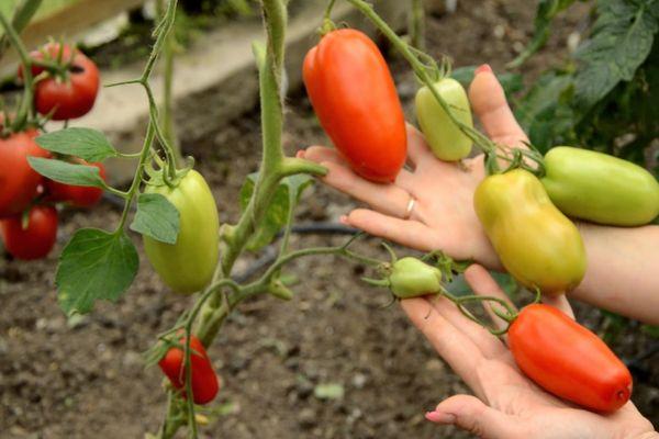 Branches avec des tomates
