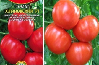 Đặc điểm của giống cà chua Khlynovsky F1, đặc điểm quả và cách trồng