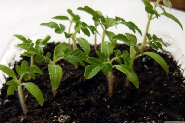 ต้นกล้ามะเขือเทศ