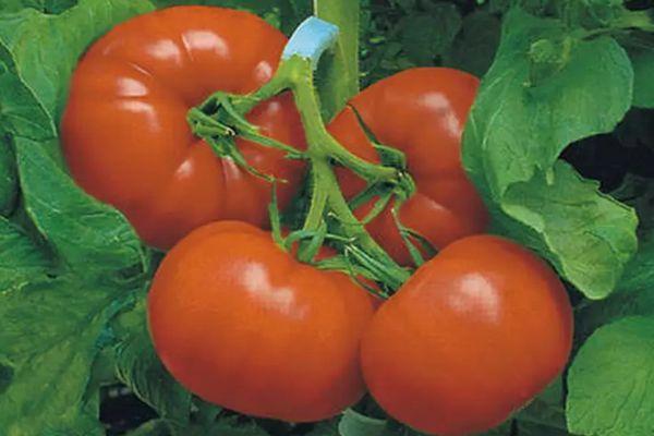 กิ่งพันธุ์มะเขือเทศ