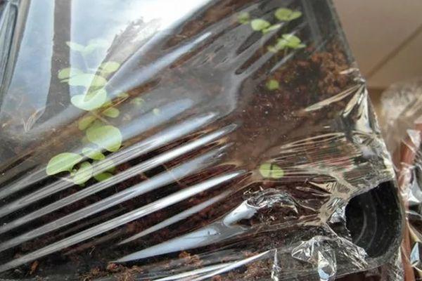 ต้นกล้าใต้ฟิล์ม