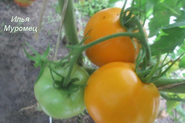 Un buisson avec des tomates