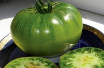 มะเขือเทศสีเขียว