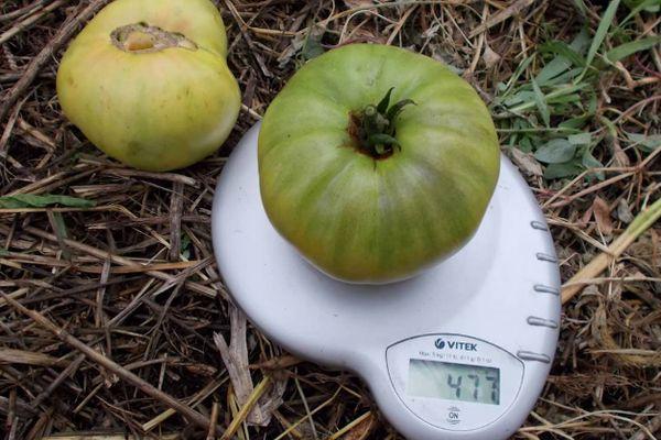 น้ำหนักมะเขือเทศ