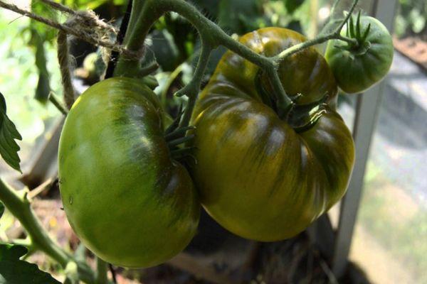 กิ่งที่มีมะเขือเทศ