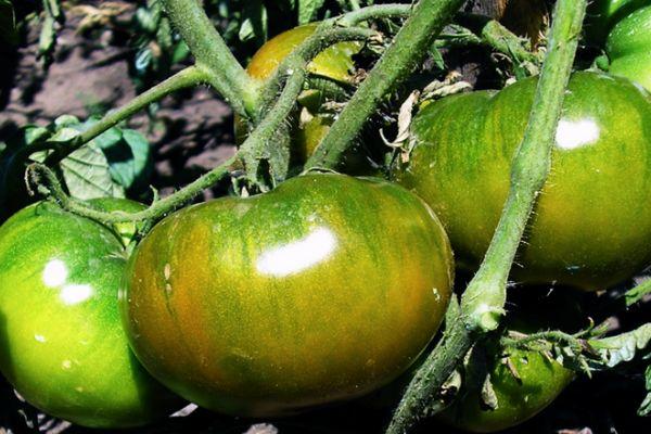 ต้นมะเขือเทศ