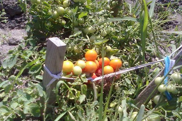 Cultiver des tomates