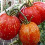 Tomates Cascade