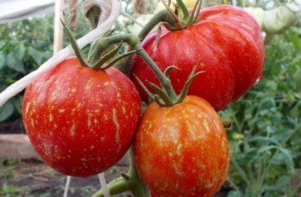 มะเขือเทศแคสเคด