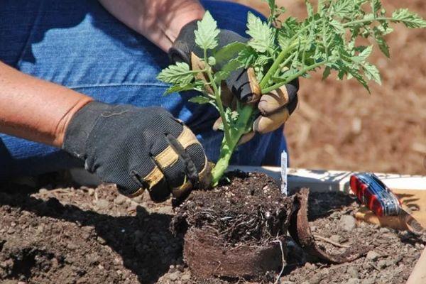 การปลูกมะเขือเทศ