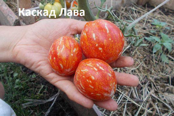 มะเขือเทศแคสเคด