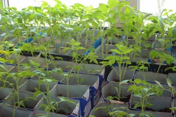 ต้นกล้ามะเขือเทศ