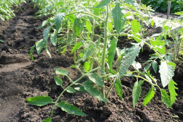 ต้นกล้ามะเขือเทศ