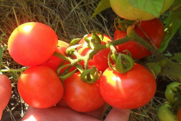 กิ่งพันธุ์มะเขือเทศ