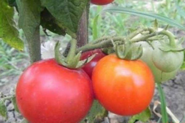 กิ่งที่มีมะเขือเทศ