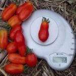 มะเขือเทศคิบิตซ์